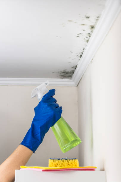 Best Attic Mold Remediation in Linntown, PA